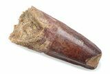 Fossil Spinosaurus Tooth - Feeding Worn Tooth #370511-1